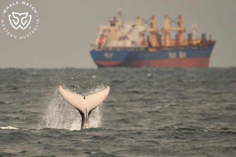 Whale Watch Western Australia