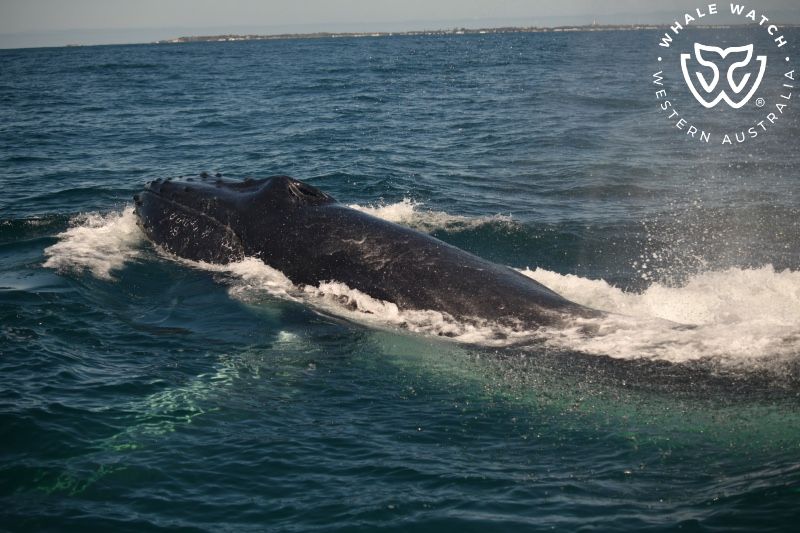 Whale Watch Western Australia