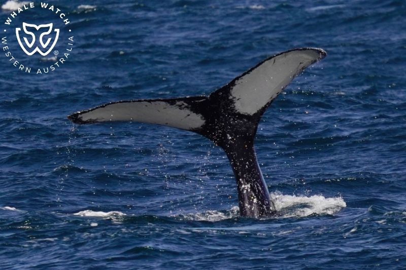 Whale Watch Western Australia