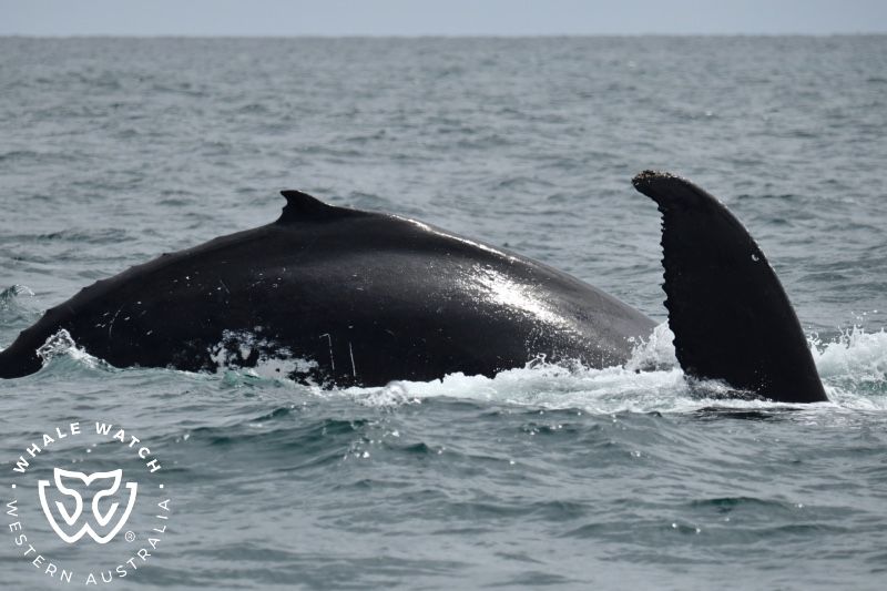Whale Watch Western Australia