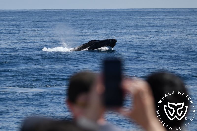 Whale Watch Western Australia
