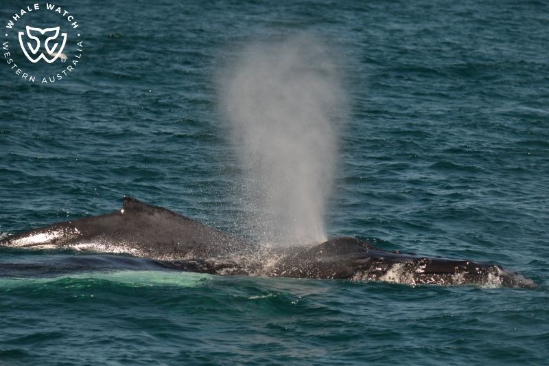 Whale Watch Western Australia