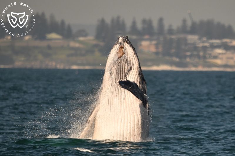 Whale Watch Western Australia