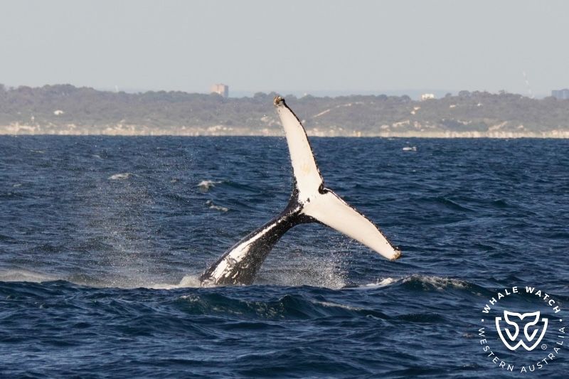 Whale Watch Western Australia