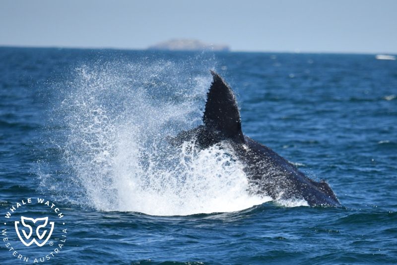 Whale Watch Western Australia