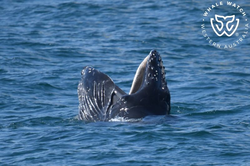 Whale Watch Western Australia