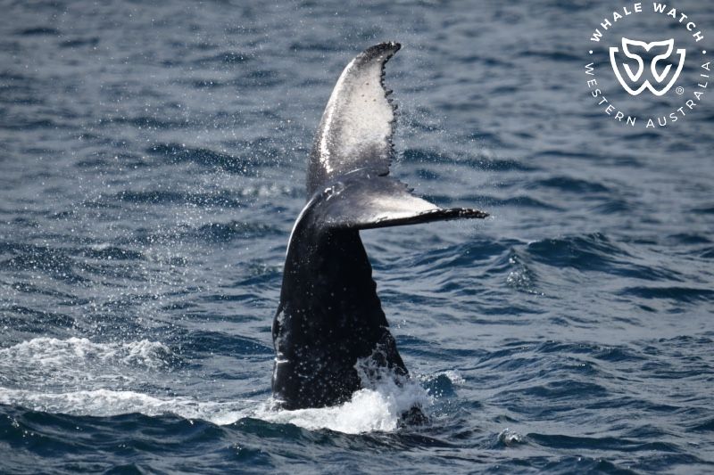 Whale Watch Western Australia