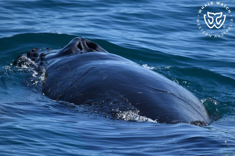 Whale Watch Western Australia