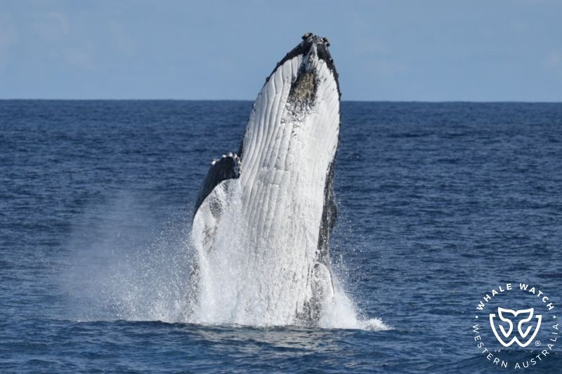 Whale Watch Western Australia