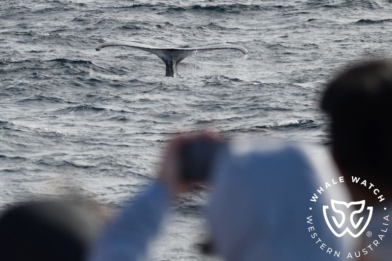Whale Watch Western Australia
