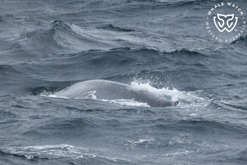 Whale Watch Western Australia
