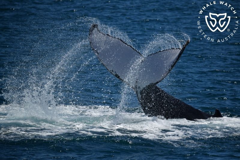 Whale Watch Western Australia