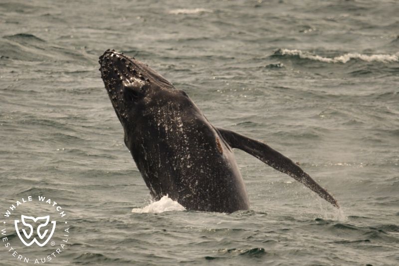 Whale Watch Western Australia