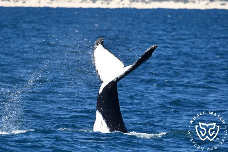 Whale Watch Western Australia