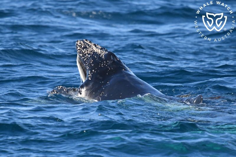 Whale Watch Western Australia