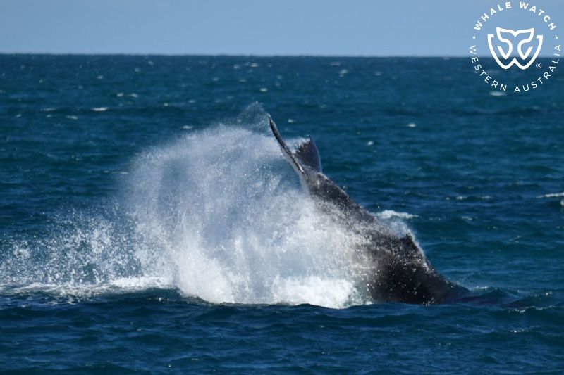 Whale Watch Western Australia
