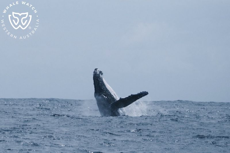 Whale Watch Western Australia
