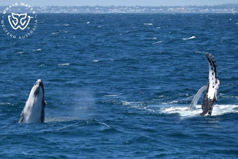 Whale Watch Western Australia