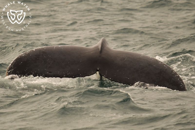 Whale Watch Western Australia