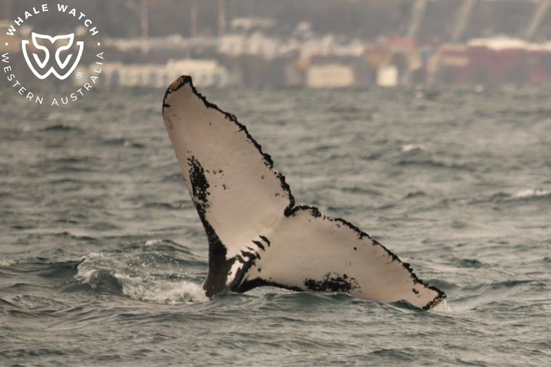 Whale Watch Western Australia