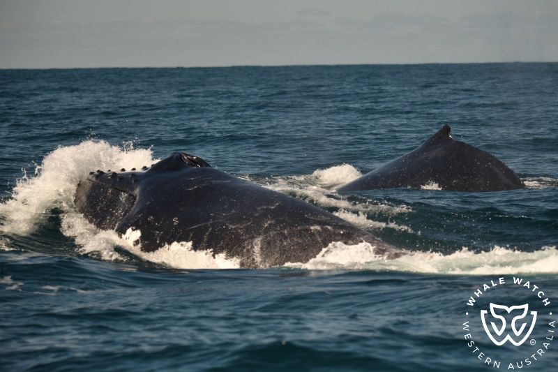 Whale Watch Western Australia