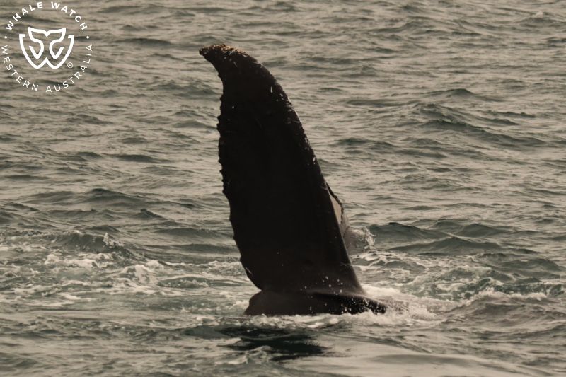 Whale Watch Western Australia