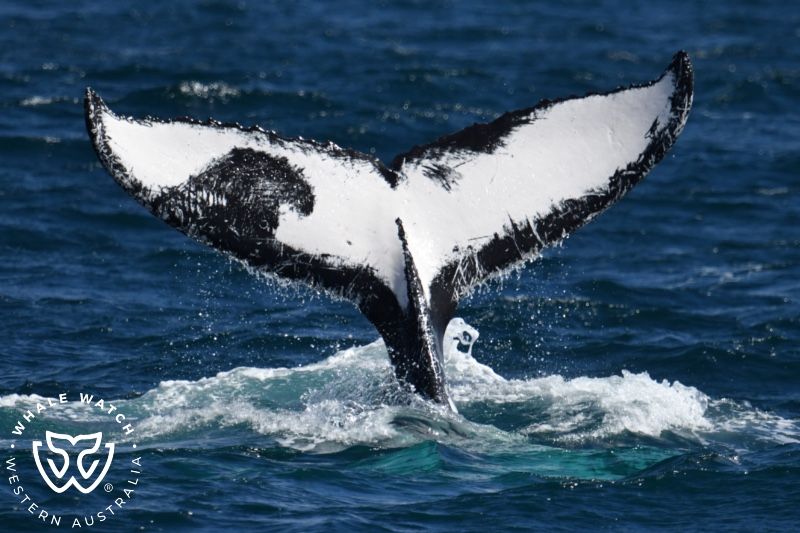 Whale Watch Western Australia