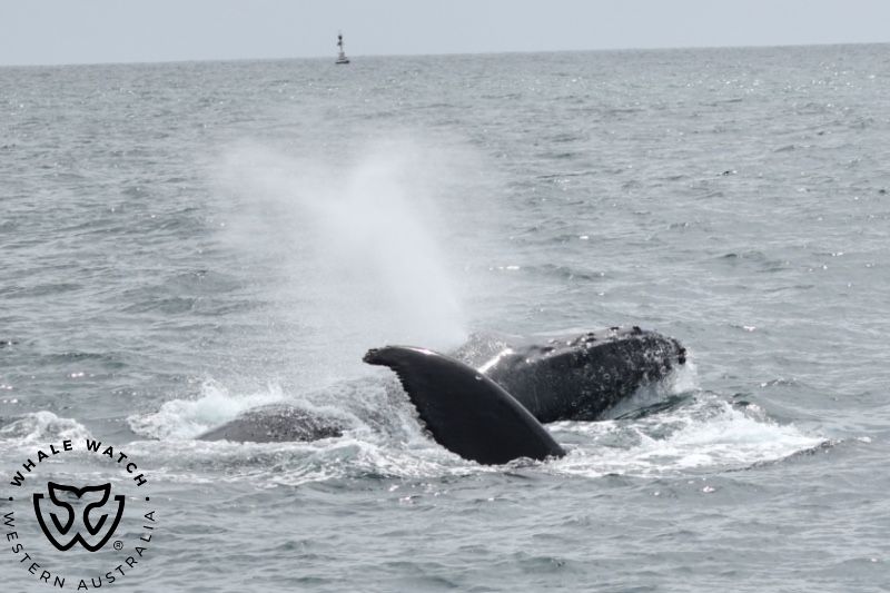 Whale Watch Western Australia