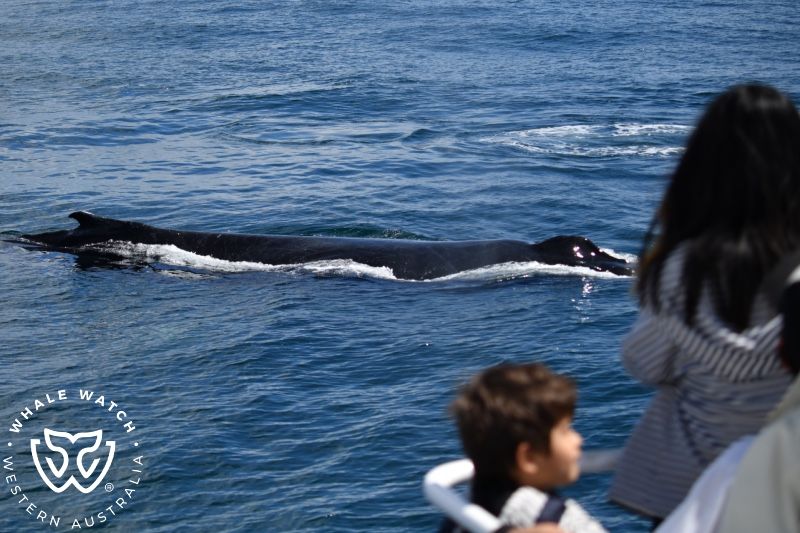 Whale Watch Western Australia