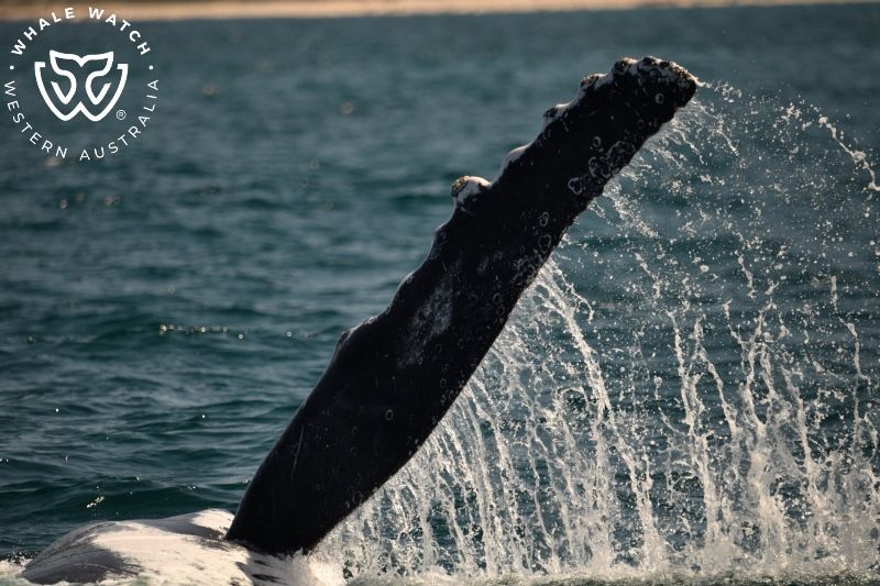 Whale Watch Western Australia