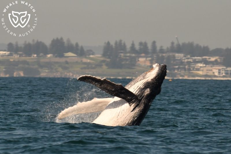 Whale Watch Western Australia