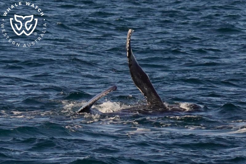 Whale Watch Western Australia