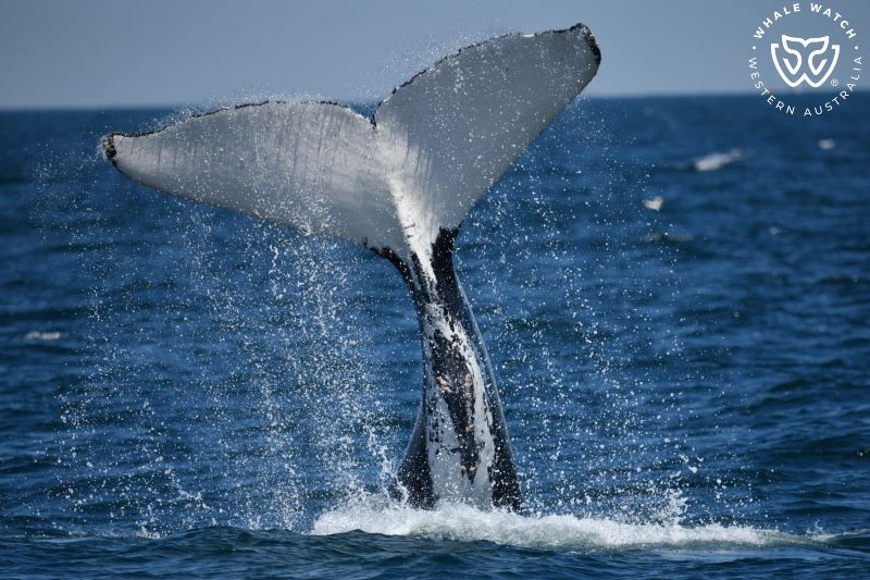 Whale Watch Western Australia