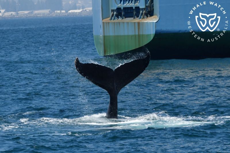 Whale Watch Western Australia