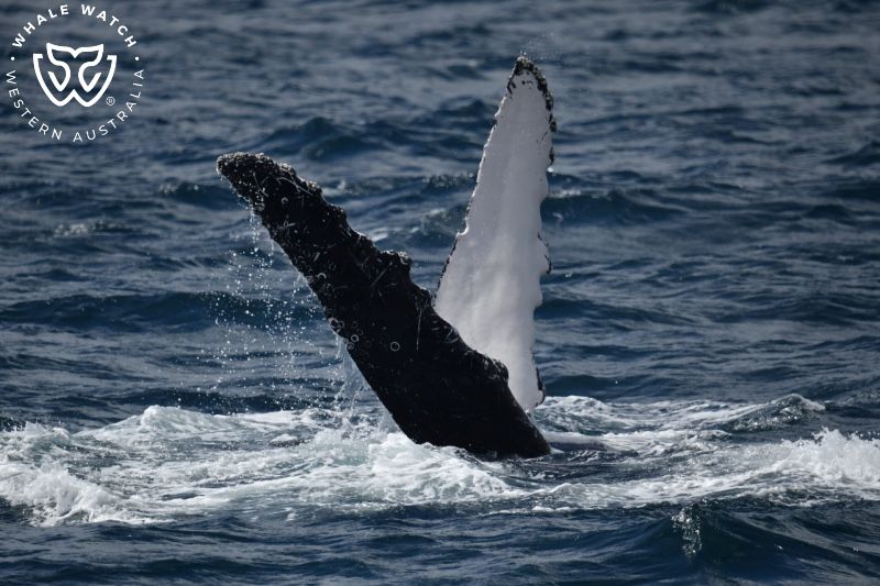 Whale Watch Western Australia
