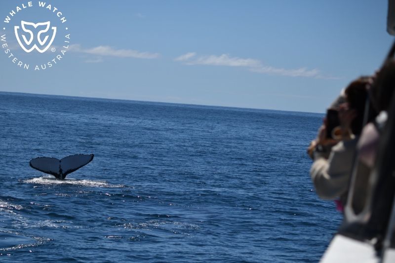 Whale Watch Western Australia