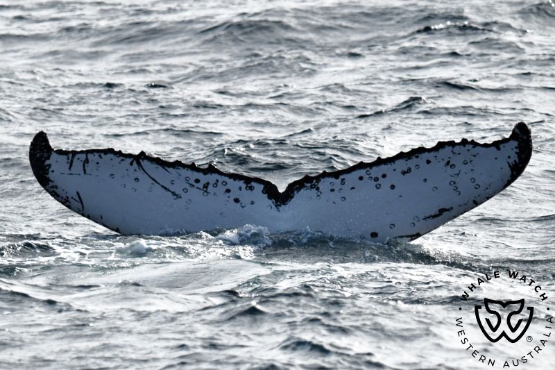 Whale Watch Western Australia