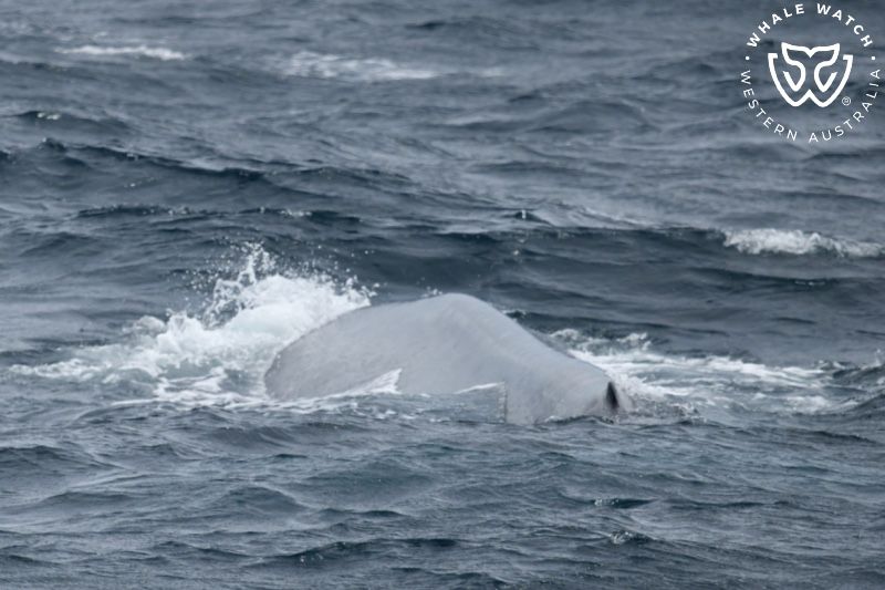 Whale Watch Western Australia
