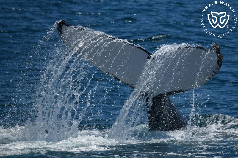 Whale Watch Western Australia