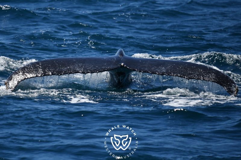 Whale Watch Western Australia