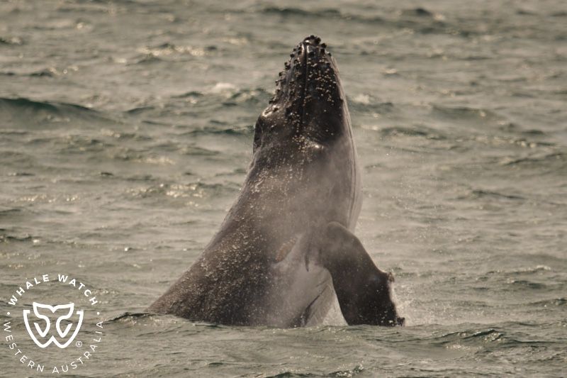 Whale Watch Western Australia