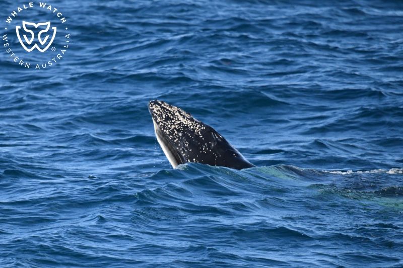 Whale Watch Western Australia
