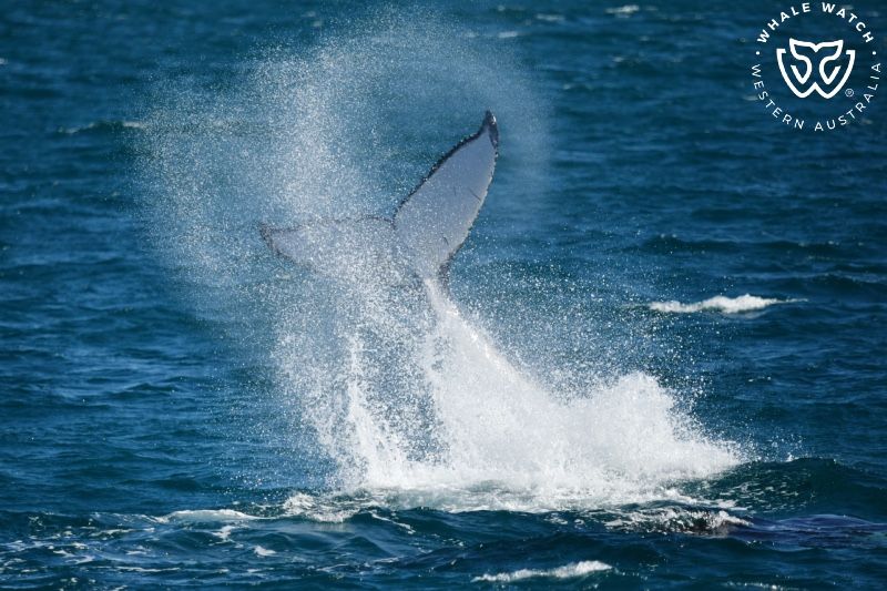 Whale Watch Western Australia