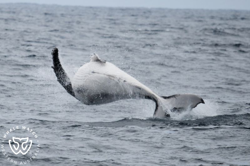 Whale Watch Western Australia