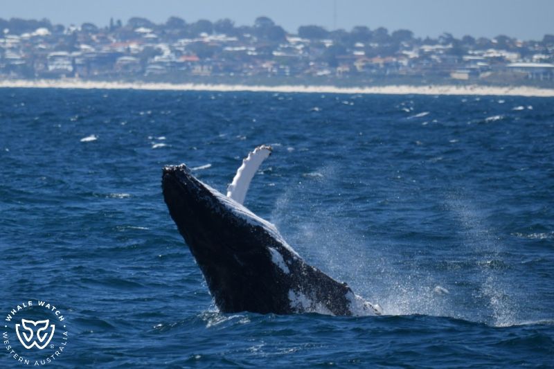 Whale Watch Western Australia