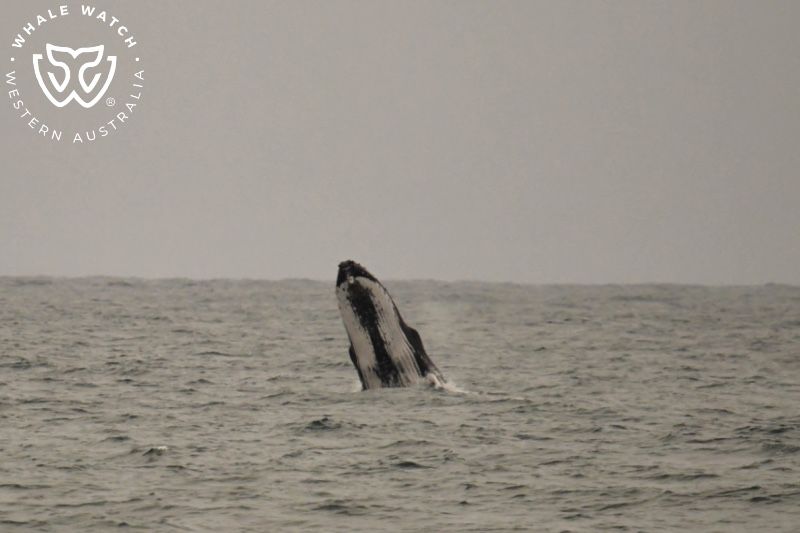 Whale Watch Western Australia