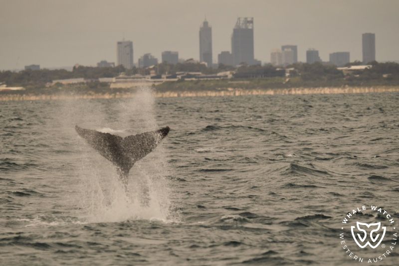 Whale Watch Western Australia