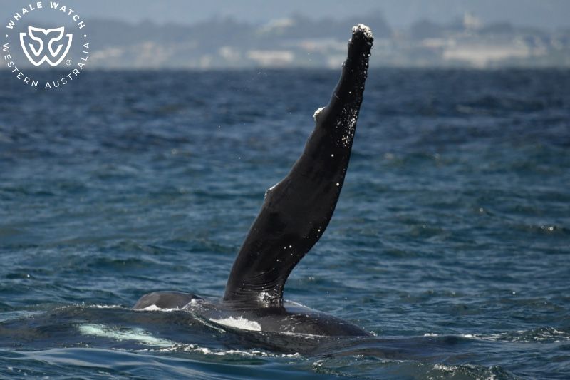 Whale Watch Western Australia