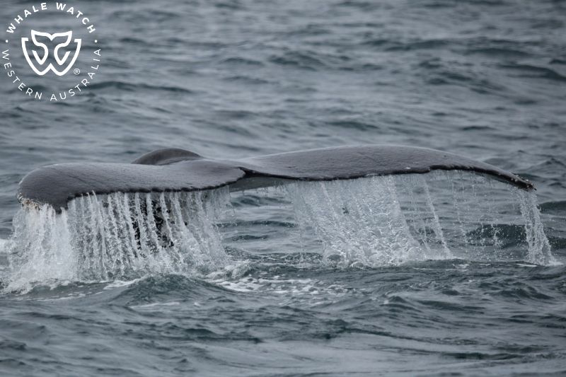 Whale Watch Western Australia