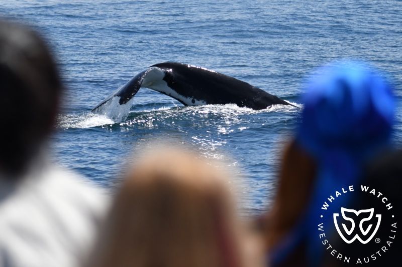 Whale Watch Western Australia